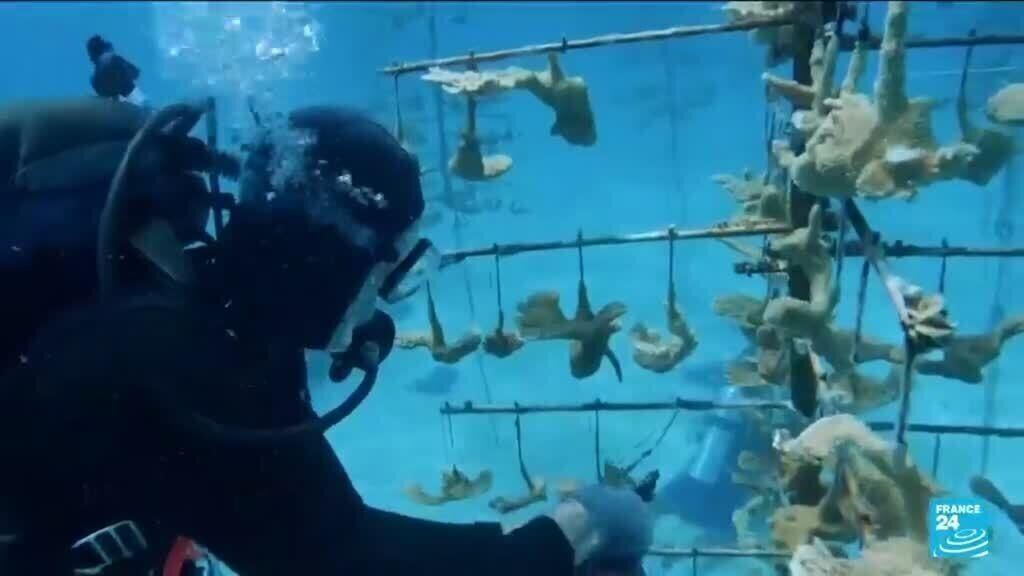 High ocean temperatures harming Florida coral reef, and more of today's top videos